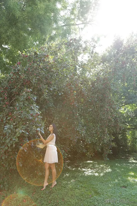 Kira Queen: Russian Brunette Picks Fruit Outdoors in a Skirt – photo 11 of 17